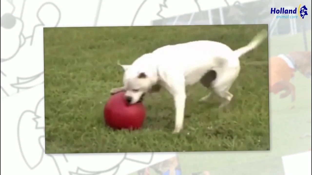Hundeball mit glatter Oberfläche, Rot, 25 cm – Jolly Pets Push-n-Play – Bild 3