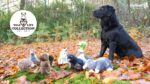 Hundespielzeug aus weichem Plüsch mit Zerrseil und Quietscher – Wild Life Collection Wild Life Dog Ente – Bild 6