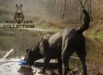 Hundespielzeug aus weichem Plüsch mit Zerrseil und Quietscher – Wild Life Collection Wild Life Dog Ente – Bild 5