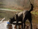 Hundespielzeug aus weichem Plüsch mit Zerrseil und Quietscher – Wild Life Collection Wild Life Dog Ente – Bild 3