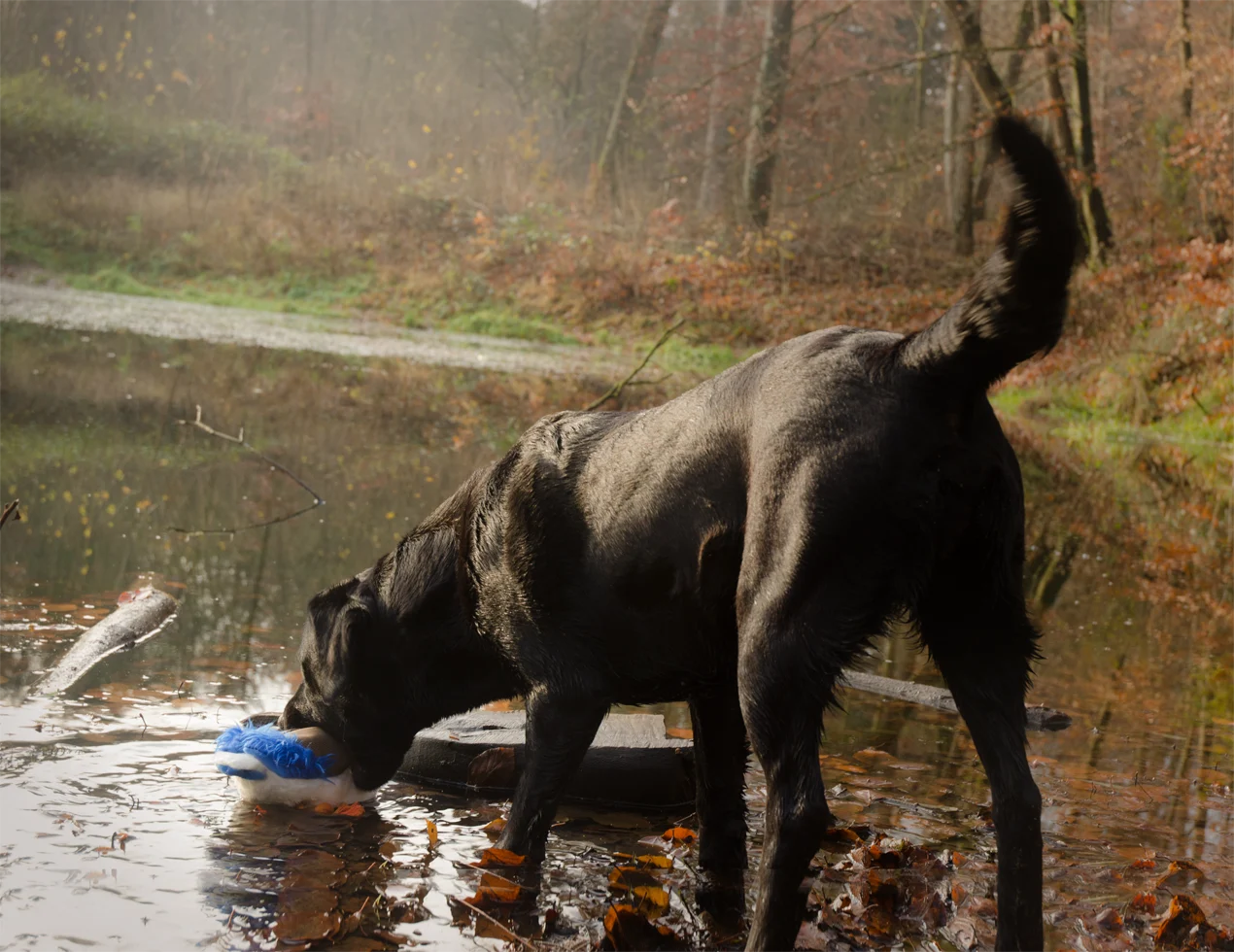Hundespielzeug aus weichem Plüsch mit Zerrseil und Quietscher – Wild Life Collection Wild Life Dog Ente – Bild 3
