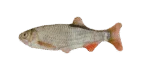 Katzenspielzeug Fisch Rotauge mit Katzenminze – Wild Life Collection Cat Rotauge – Bild 2