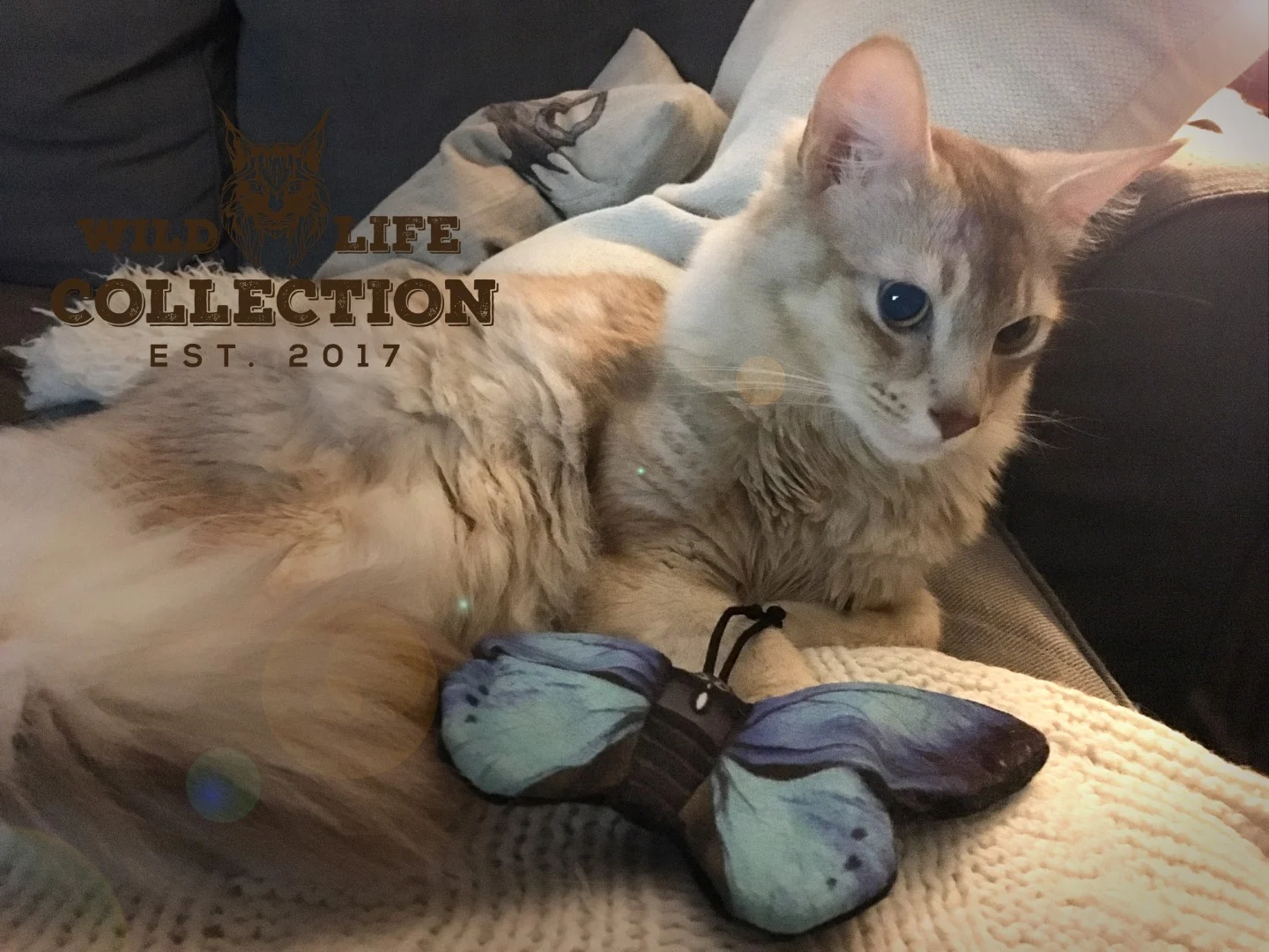 Katzenspielzeug Schmetterling mit Katzenminze – Wild Life Collection Cat Blauer Schmetterling – Bild 3