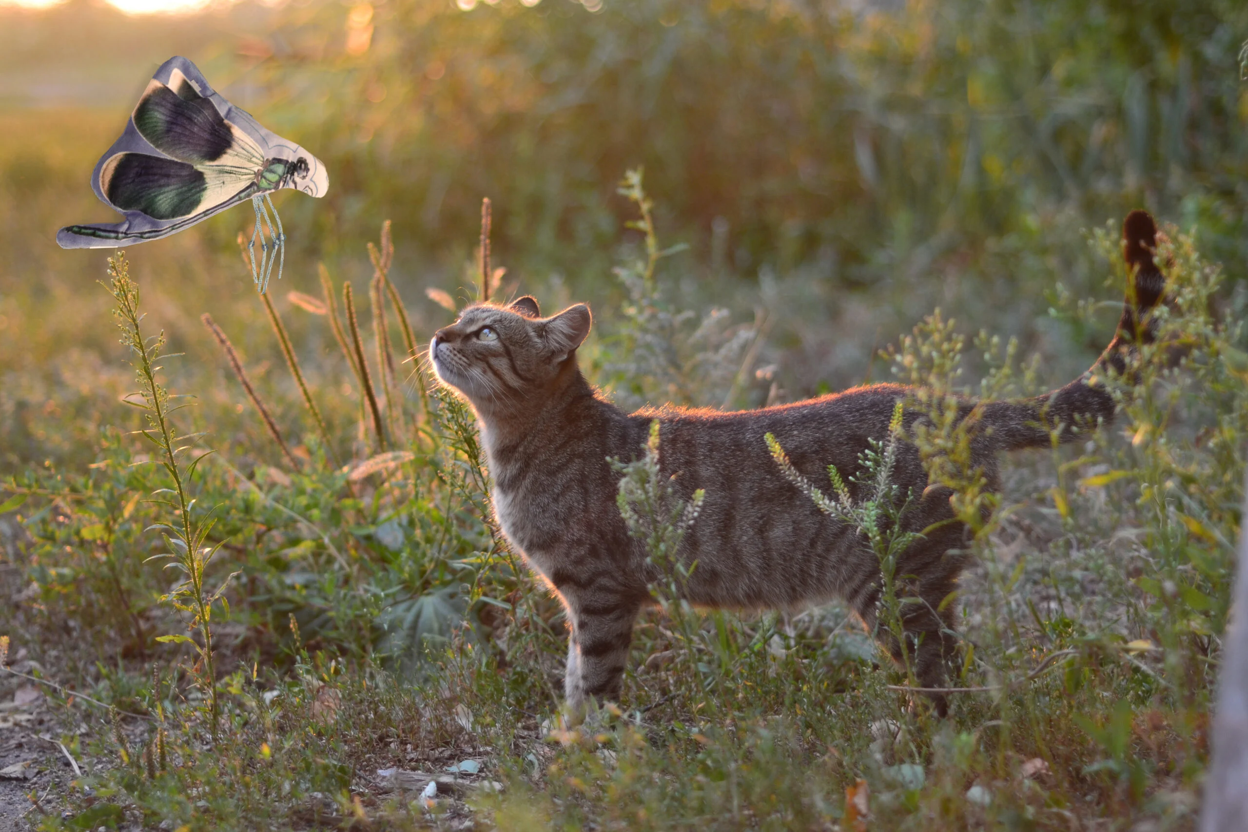 Katzenspielzeug in Libellenform mit Katzenminze – Wild Life Collection Cat Libelle – Bild 3