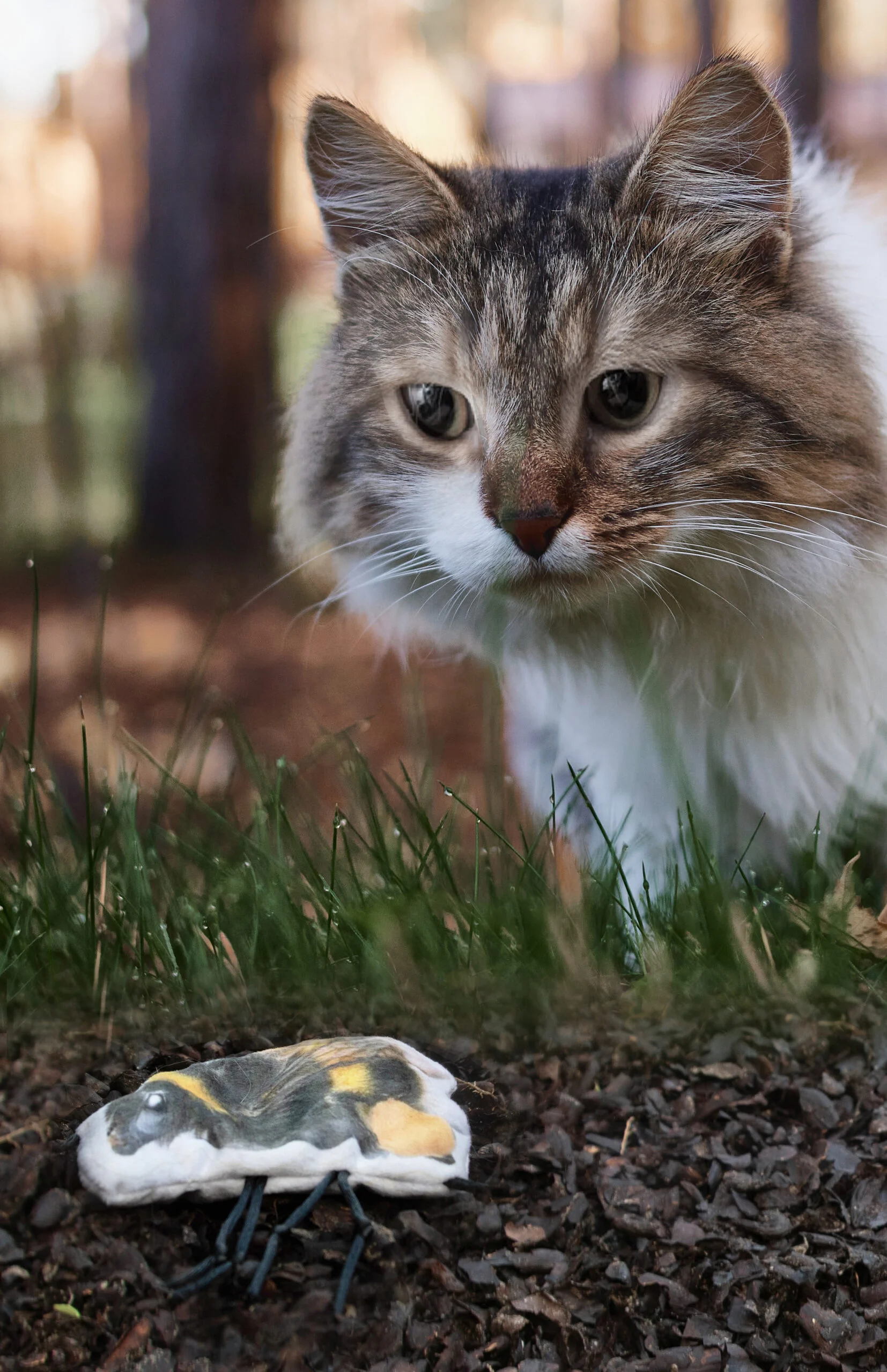 Katzenspielzeug in Hummelform mit Katzenminze – Wild Life Collection Cat Hummel – Bild 3