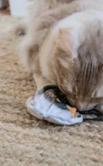 Katzenspielzeug in Hummelform mit Katzenminze – Wild Life Collection Cat Hummel – Bild 4