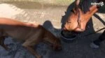 Ergänzungsfuttermittel für Pferde mit Huminsäuren und Mineralstoffen, 1 l – Excellent Horse Total Balance – Bild 2