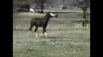 Pferdespielball orange mit Vanilleduft, 25 cm – Jolly Pets Jolly Ball – Bild 5