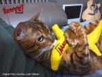 Spielbanane für Katzen mit Katzenminze, 17,7 cm – Yeowww! Chicata Banana – Bild 5