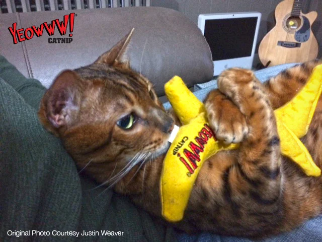 Spielbanane für Katzen mit Katzenminze, 17,7 cm – Yeowww! Chicata Banana – Bild 5