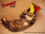 Spielbanane für Katzen mit Katzenminze, 17,7 cm – Yeowww! Chicata Banana – Bild 4