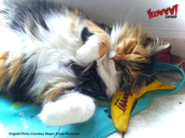 Spielbanane für Katzen mit Katzenminze, 17,7 cm – Yeowww! Chicata Banana – Bild 6