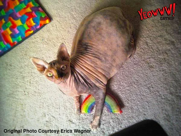Katzenspielzeug Regenbogen mit Katzenminze, 17,7 cm – Yeowww! Rainbow – Bild 3