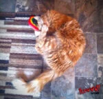 Katzenspielzeug Regenbogen mit Katzenminze, 17,7 cm – Yeowww! Rainbow – Bild 2