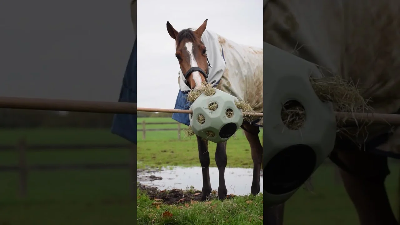 Futterball für Pferde mit Futteröffnungen, Lila – Excellent Horse Feed & Play Ball – Bild 3