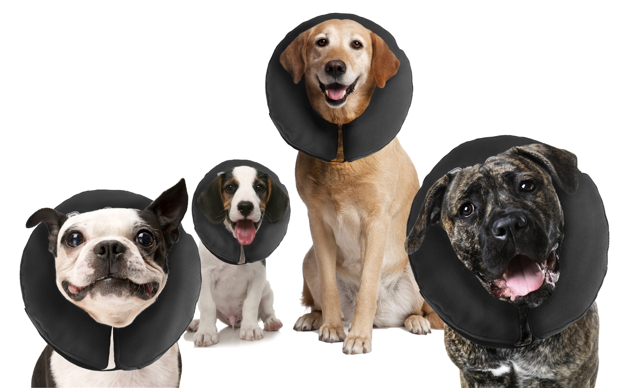 Beschermkraag voor Honden XXL, Wasbaar, >55,9 cm – Zenpet ProCollar Schutzkragen für Hunde XXL, waschbar, >55,9 cm – Zenpet ProCollar