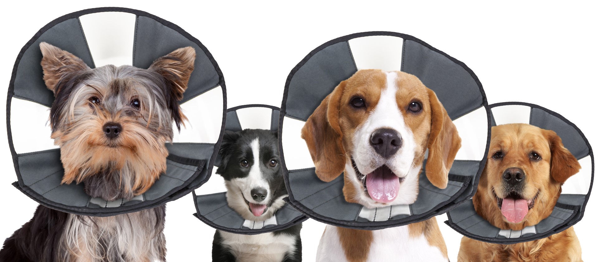 Beschermkraag Wasbaar, 38,1 tot 45,7 cm – Zenpet Procone L Schutzkragen, waschbar, 38,1 bis 45,7 cm – Zenpet Procone L