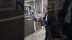 Pferdekekse mit Apfel, 500 g – Excellent Horse Ambachtelijke Paardenkoekjes Appel – Bild 5