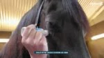 Geruchsneutralisierender Schwamm für Pferde mit ätherischen Ölen, 75 ml – Excellent Horse Odour Spons-On – Bild 2