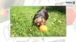 Leckerliball für Hunde aus TPR Gummi, 7,6 cm – Jolly Pets Jolly Jumper Glow in the Dark S – Bild 3