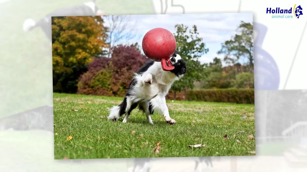 Schwimmender Hundeball Rot M (15 cm) – Jolly Pets Tug-n-Toss – Bild 2