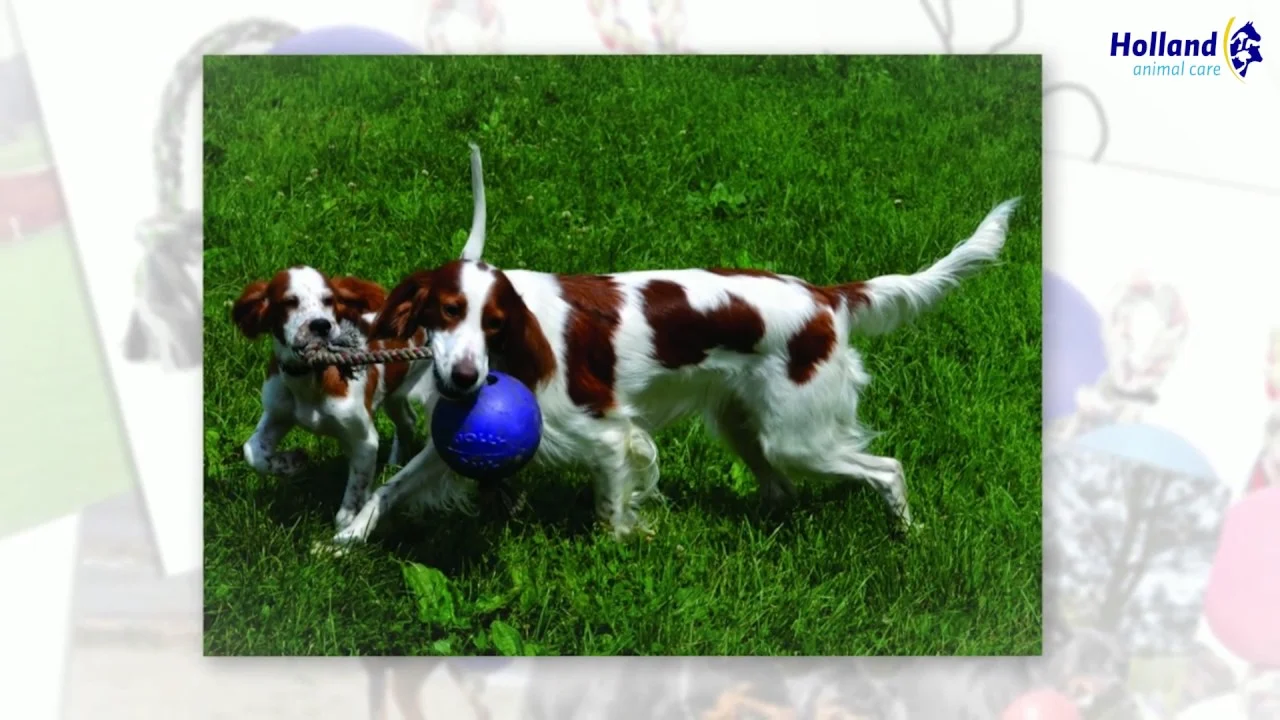 Hundeball mit Seil, schwimmfähig, Vanille L (20 cm) – Jolly Pets Romp-n-Roll – Bild 3