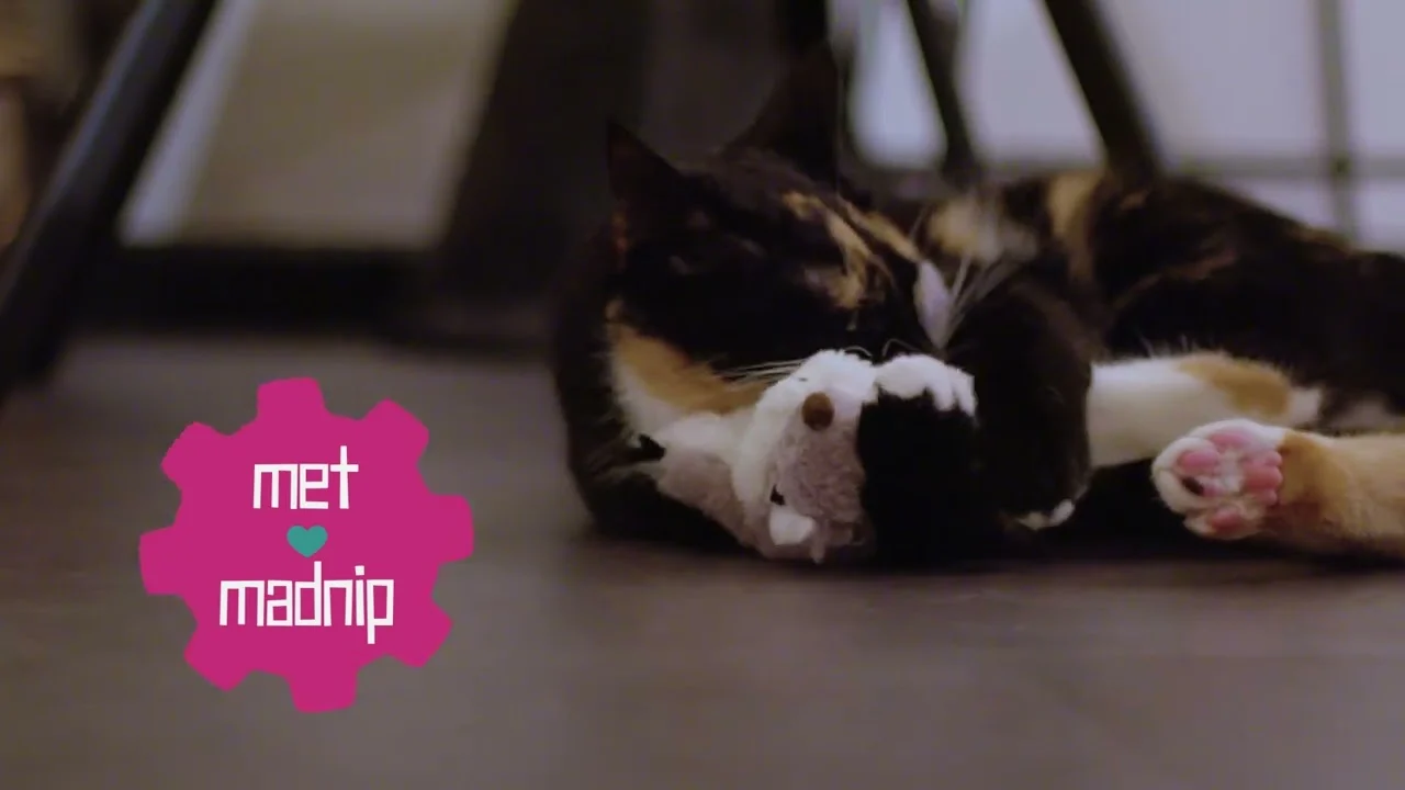 Bewegliches Katzenspielzeug mit Geräusch und Madnip – Robocat Papagei – Bild 4