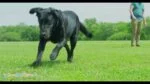 Hundefrisbee aus Gummi mit Pfeifgeräusch, 28 cm – Chuckit! Whistle Flight – Bild 2