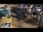 Drenchpumpe mit Bohrmaschinenantrieb und 25 l Behälter für Kühe – Excellent Cow Drencher Drill Driven – Bild 3