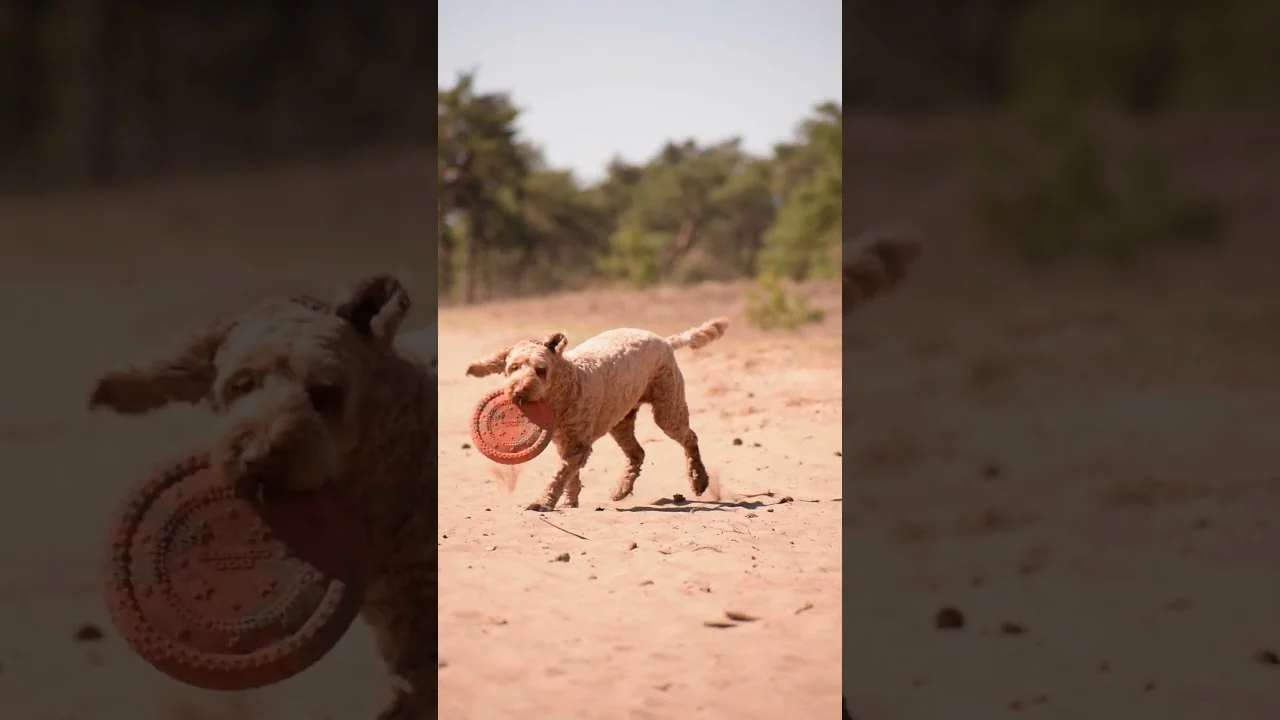 Wurfring für Hunde aus Schaumstoff, schwimmfähig, rosa, M, Ø 19 cm – Dog Comets UFO Ring – Bild 2