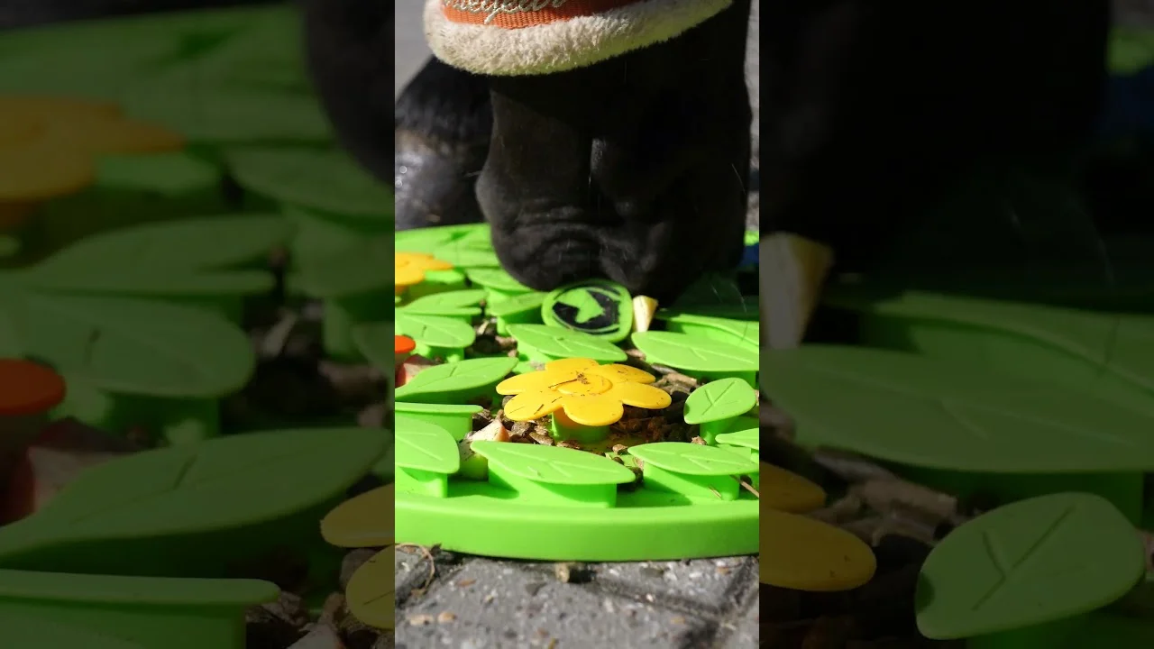 Schnüffelmatte für Pferde für Futter und Snacks – Excellent Horse Snuffle Mat Flower Power – Bild 6