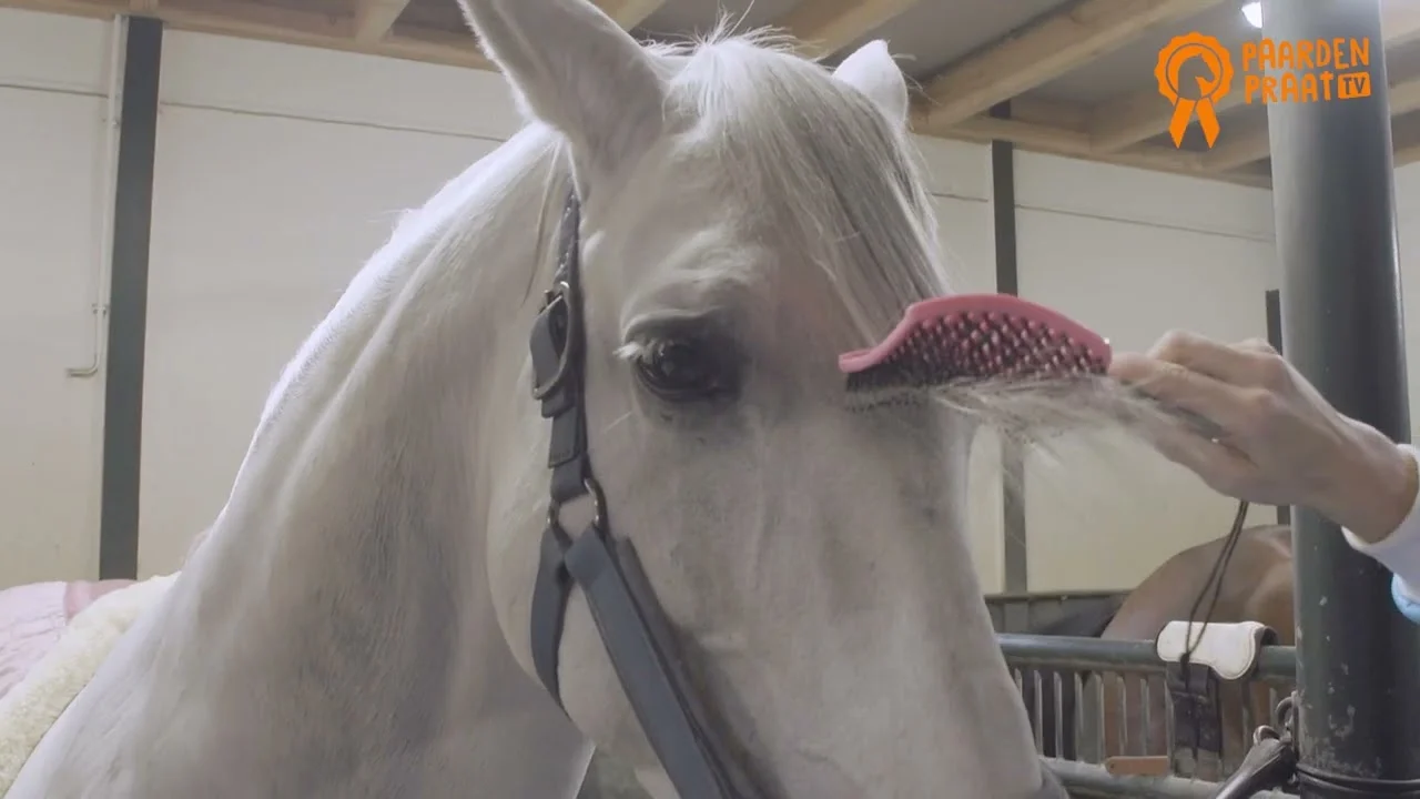 Mähnenbürste mit Schweineborsten und flexiblen Stiften, Rosa 24,5 cm – Paardenpraat TV Horse Supreme – Bild 2