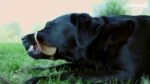 Hundekausnack Small, 48 Stück – Dental Ears – Bild 5